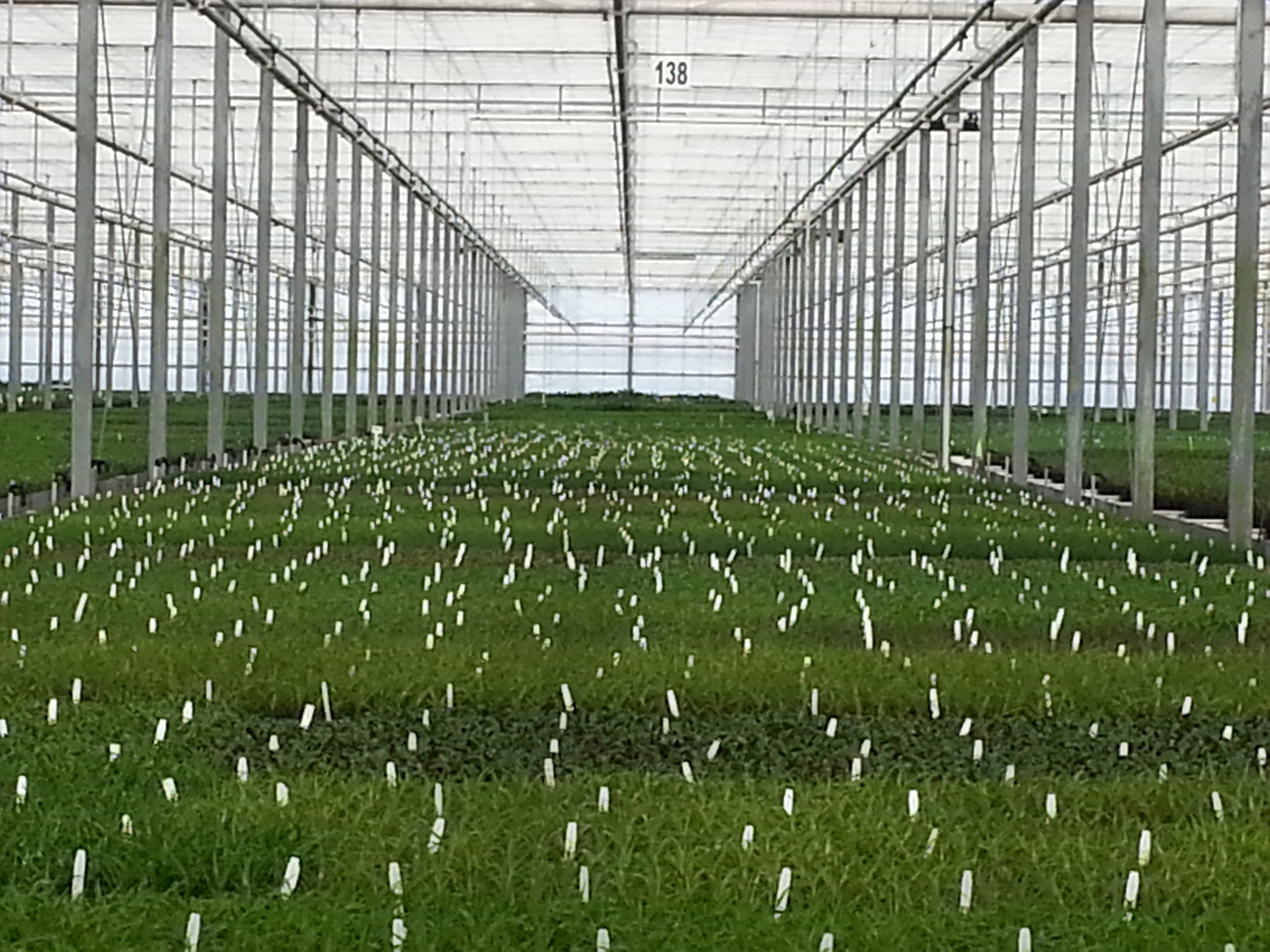 IVS-managed greenhouse production