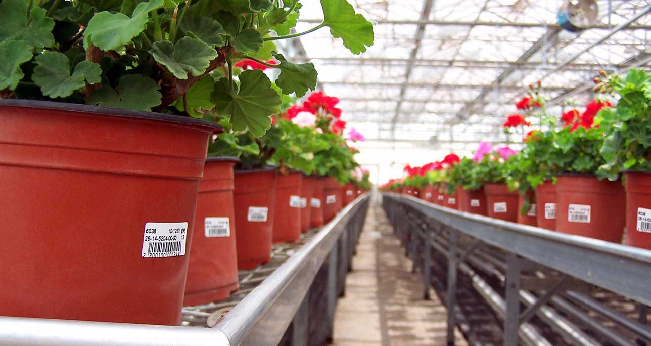 Rows of barcode-labelled plant pots in the greenhouse