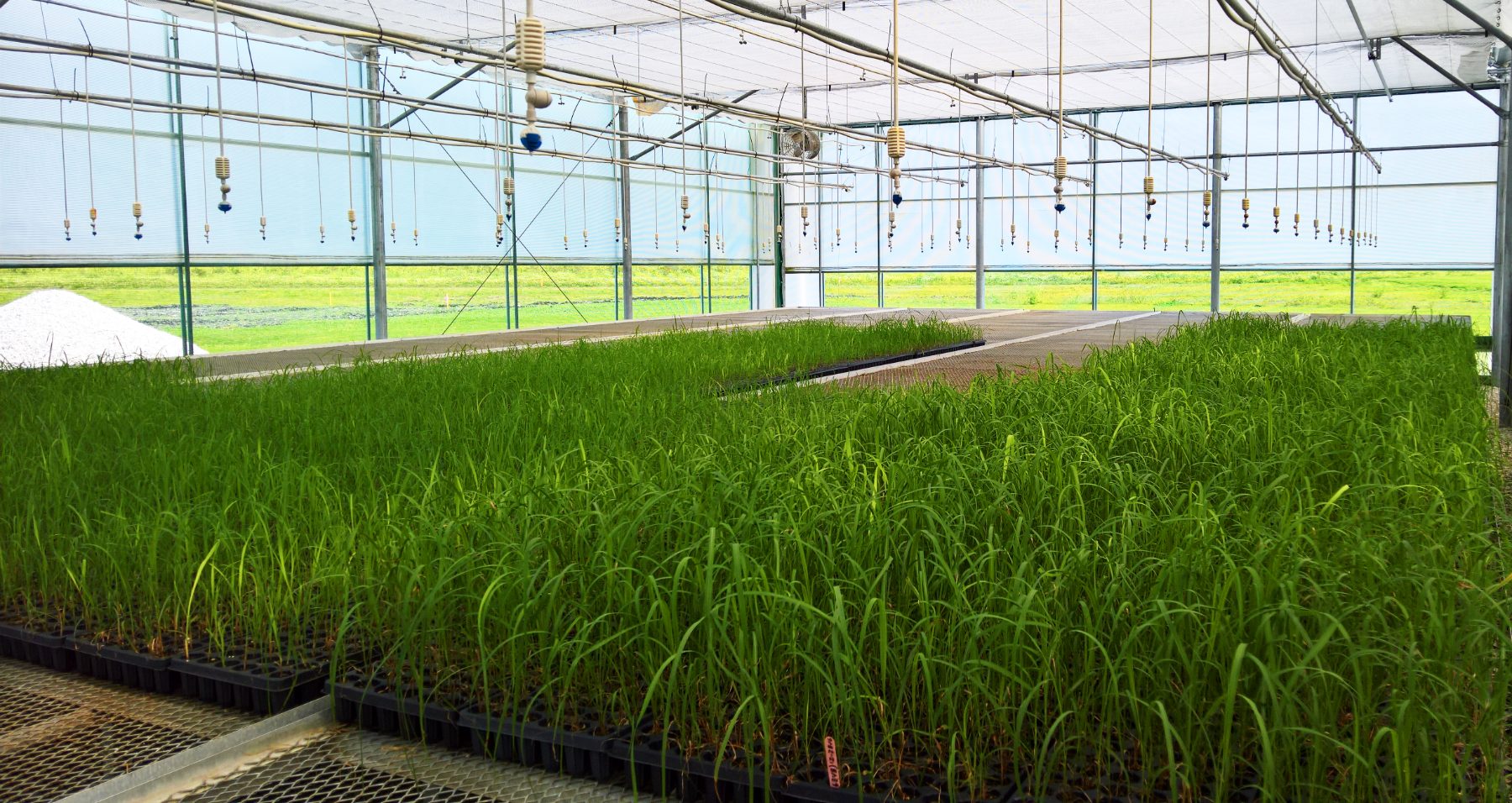 Young plants in trays in the nursery greenhouse
